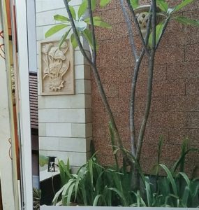 Cara Bersihkan Koral Sikat